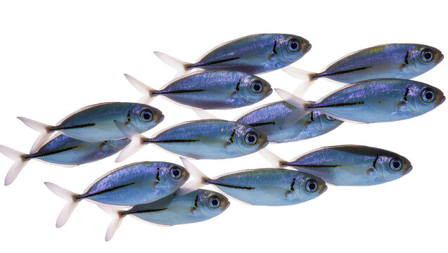 School of small blue fish swimming together, isolated on transparent background