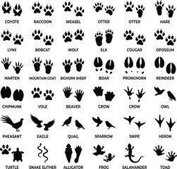 Animal Tracks and Bird Footprints Silhouette Guide Chart with Names © Nimra
