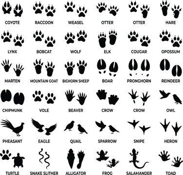 Animal Tracks and Bird Footprints Silhouette Guide Chart with Names