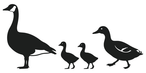 Silhouette of a canada goose family with two goslings isolated on white background © sefatahmed