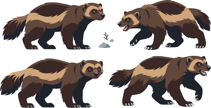 Wolverine animal vector illustration elements set showing wild predators in various walking and growling poses isolated on white background