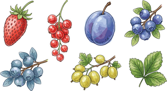 Detailed Vintage Hand Drawn Berry Collection with Strawberry, Currant, Plum, Blueberry, Gooseberry, and Garden Fruit Vector Illustration Set