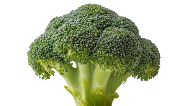 Fresh green broccoli head with dense florets and thick stem