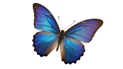 Iridescent blue butterfly with detailed wings, isolated on transparent background © Aliona