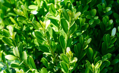 Lush green foliage of a healthy boxwood shrub (Buxus sempervirens) growing densely under bright daylight. A vibrant natural botanical background capturing evergreen spring garden details.