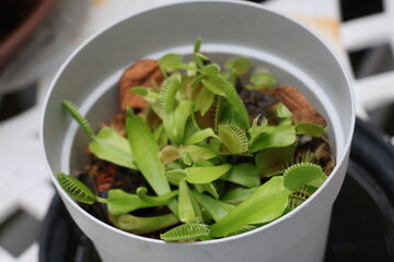 Venus flytrap pot © Mt. Cape