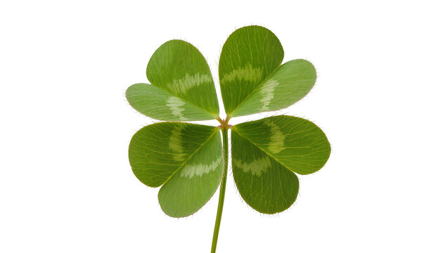 Four-leaf clover with green leaves and visible veins, isolated on transparent background
