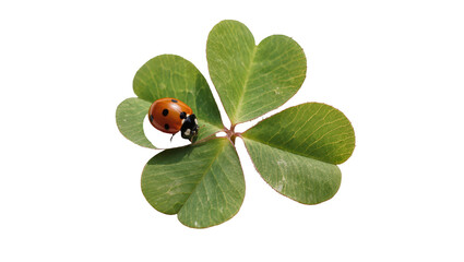 Red ladybug resting on a green clover leaf, isolated on transparent background © Sorin