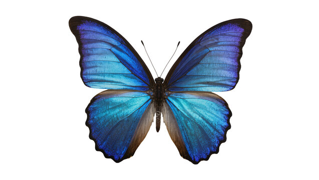 Blue Morpho butterfly with iridescent wings