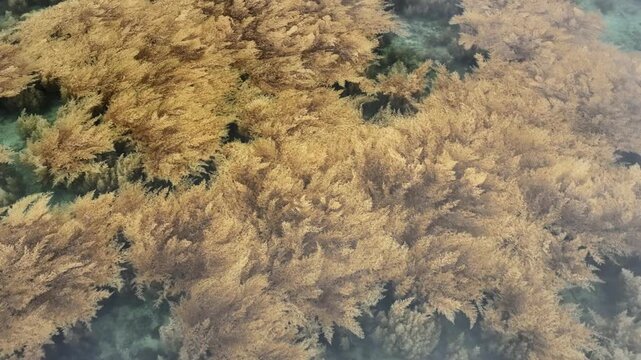 Sargassum seaweed beds, Hon Kho Island, Quy Nhon, Vietnam