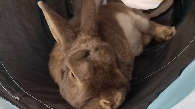 Cute rex rabbit sleeping comfortably inside a pet tunnel at home. Fluffy bunny, pet care, domestic animal, cozy relaxation.