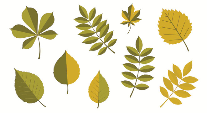 Collection of various autumn leaves including chestnut, rowan, and birch, isolated on white background. Flat vector design in shades of green and yellow for fall season graphics.
