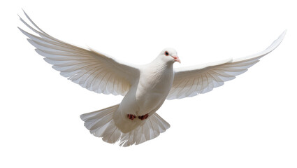 Fototapeta premium White dove with spread wings flying, isolated on transparent background