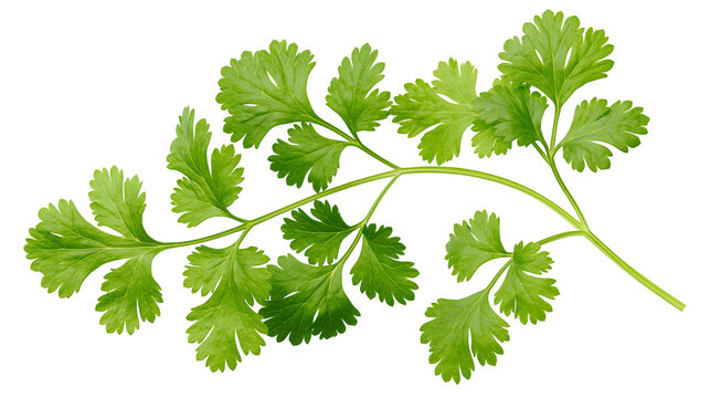 Fresh green cilantro herb sprigs with delicate leaves