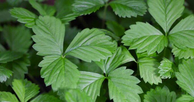 A berry bush in the seedling phase, a young garden strawberry berry with bright green foliage and thin shoots indoors under steady light with clear details and an organic surface of the object.