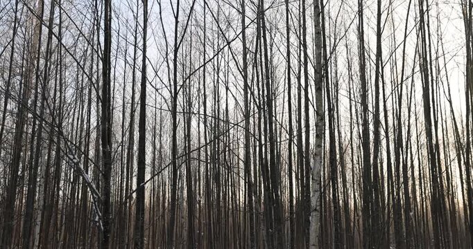 a winter forest with bare branches of young trees, a flat winter forest is located in the countryside during the frosty season