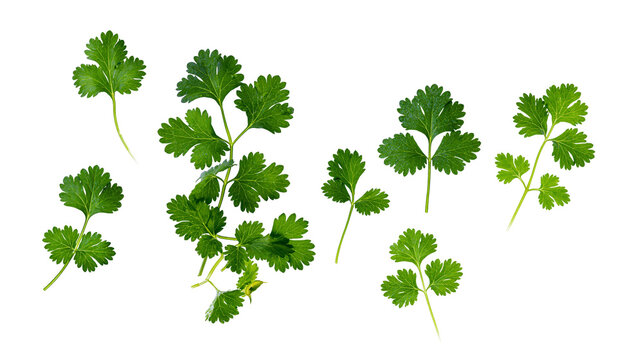 Fresh green cilantro leaves and stems scattered