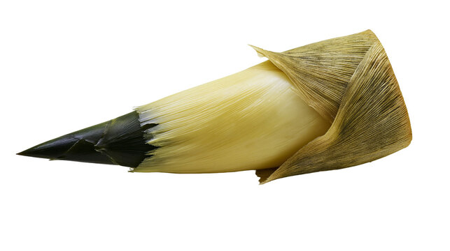 Bamboo shoot with dark tip and dry leaves