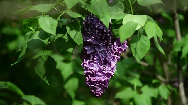 Nice sunny dat 4k macro video of lilac flowers under at Hryshko National Botanical Garden, Kiev, Ukraine	