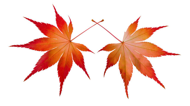 Two vibrant red and orange maple leaves with pointed lobes