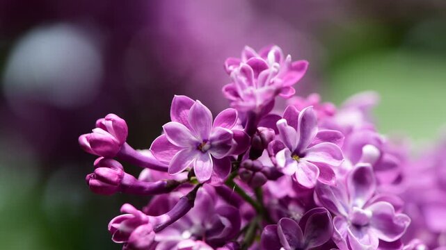 Nice sunny dat 4k macro video of lilac flowers under at Hryshko National Botanical Garden, Kiev, Ukraine	