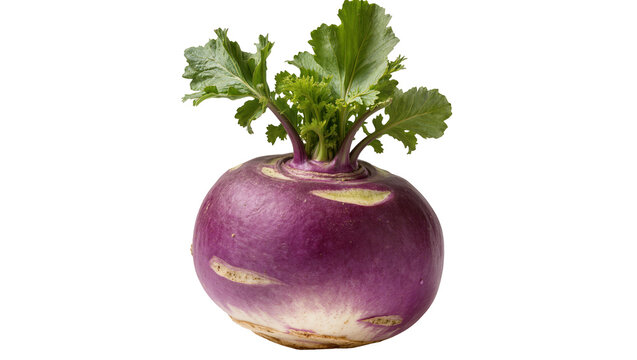 Purple turnip with green leaves and white base