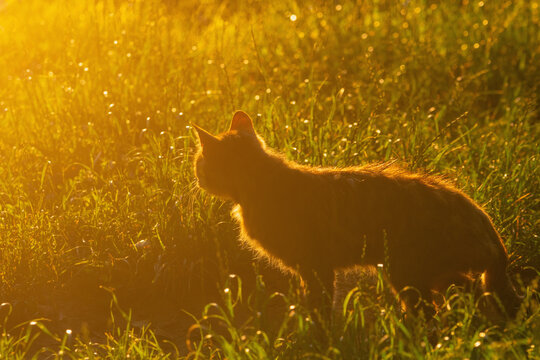Natural predator instinct captured as a domestic cat hunts in a peaceful outdoor environment.