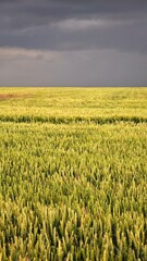 Fototapeta premium A vast field of green wheat stretches under a cloudy sky. The landscape showcases agricultural growth and natural beauty.