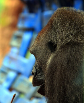 Side profile of a large silverback Gorilla