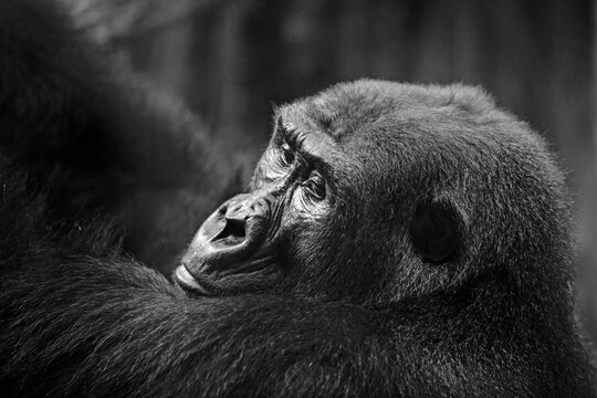 Ultra Close up view face of a western lowland Gorilla in black and white, with shadowy background.  Good detail of fur and eyes