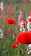 Fototapeta premium A vibrant field of red poppies and wildflowers in bloom. The scene captures the beauty of nature during springtime, showcasing colorful blossoms against a green backdrop.