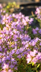 Obraz premium A close-up view of blooming purple flowers in a garden. The flowers are vibrant and lush, surrounded by green foliage.