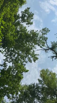 Looking up at the trees along the Swamp Rabbit Trail leading from Greenville to Travelers Rest in South Carolina. 