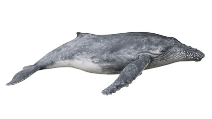 Humpback whale swimming detailed skin texture, pectoral fin extended © Vetle