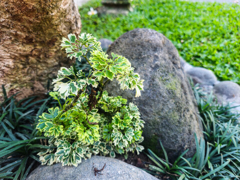 Close-up of Polyscias fruticosa ornamental foliage growing in a tropical garden. Elegant green leaves with fine texture create a lush natural background, captured in soft natural daylight.