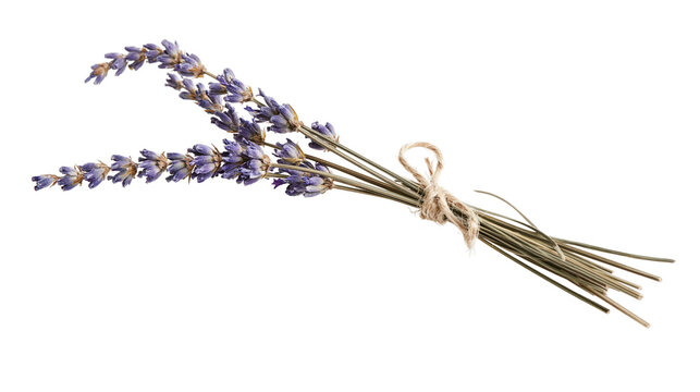 Dried lavender sprigs tied with twine