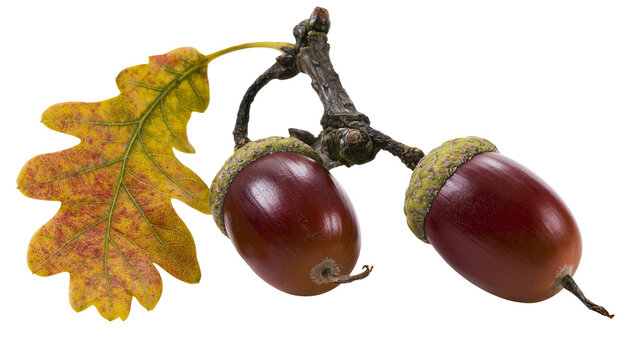 Two ripe acorns on a branch with a yellow oak leaf