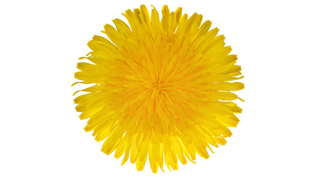Bright yellow dandelion flower head with many petals