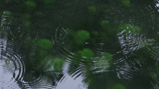 Raindrops creating ripples on a dark pond surface with green plants in Suzhou