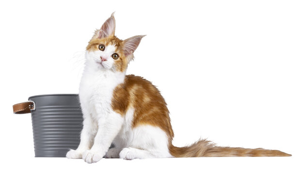 Cute red with white MCO cat kitten, sitting in front of metal bucket. Looking towards camera. Isolated cutout on a transparent background.