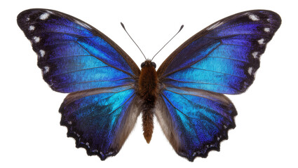 Vibrant blue morpho butterfly with iridescent wings, isolated on transparent background © Viktor