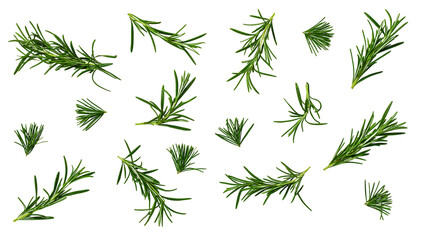 Fototapeta premium Fresh green rosemary sprigs and leaves scattered