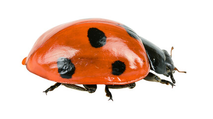 Red ladybug with black spots on white © Femke