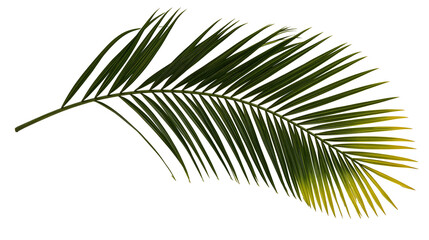 Green palm frond with yellow tips © Femke