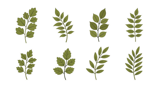 Set of eight green botanical sprigs and leaf branches on white background. Illustrative natural foliage pack with various lobed and lanceolate leaf shapes for graphic design projects.