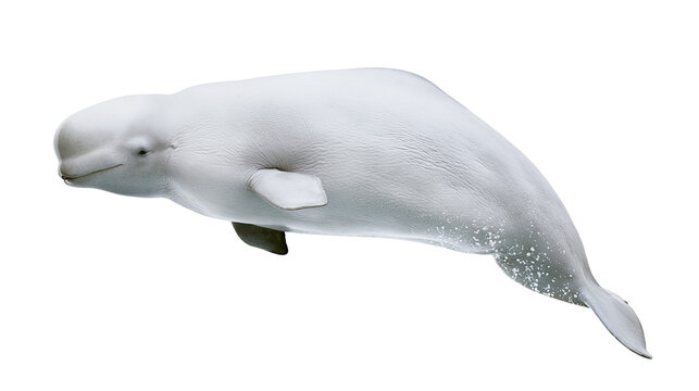 White beluga whale swimming in clear water