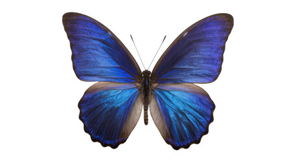 Vibrant blue morpho butterfly with iridescent wings, isolated on transparent background © Viktor