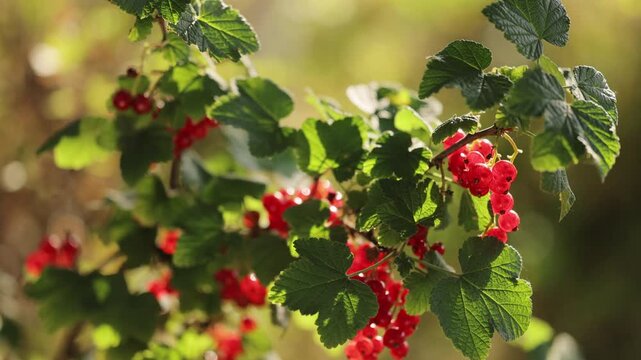 Close up of Ripe red currant at the garden. Red Currants Growing on Bush in Garden. A bush of ripe red currants in a vegetable garden. Ripe berries of red currant stagger in the wind on the branches