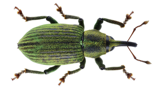 Green weevil insect with long snout and segmented legs