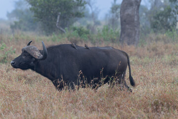 Fototapeta premium Cape Buffalo with Oxpeckers